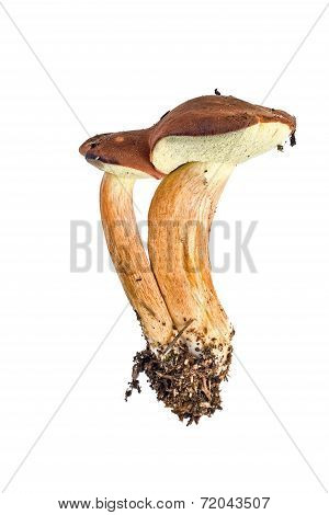 Mossiness Mushroom Or Xerocomus