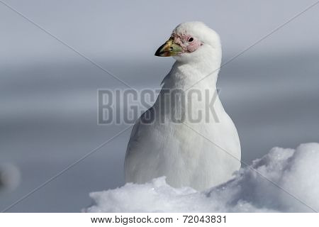 Portrait Of A Snowy Sheathbill Standing In Snow Winter Day