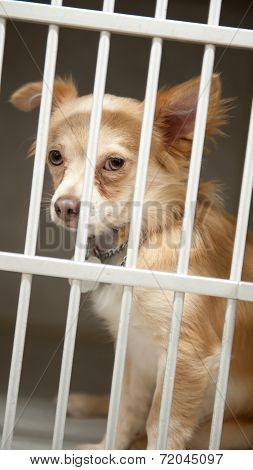 Puppy In A Cage