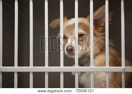 Puppy In A Cage