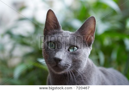 แมวอียิปต์