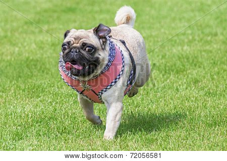 Running Pug Dog Dirndl Dress