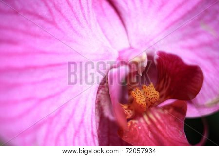 Closeup Carpel Orchild Tropical Flowers