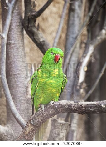 Scaly-breasted Lorikeet