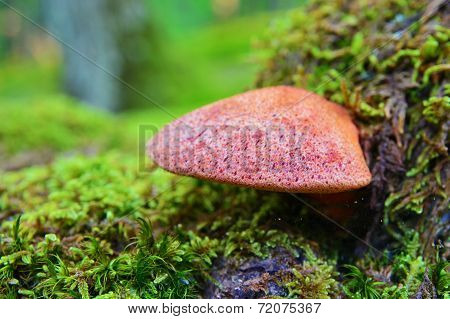 Fistulina Hepatica