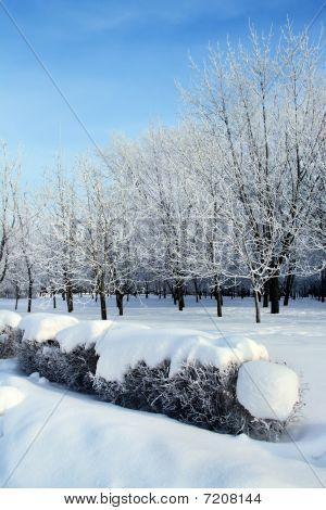 สโนวี่สวนในฤดูหนาว