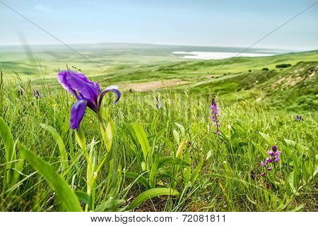 Flowers In The Mountains. Russia, Stavropol.
