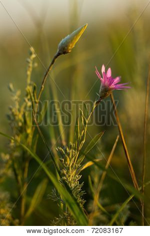 Pink Flower In The Morning
