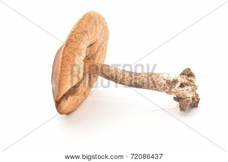 Leccinum Scabrum