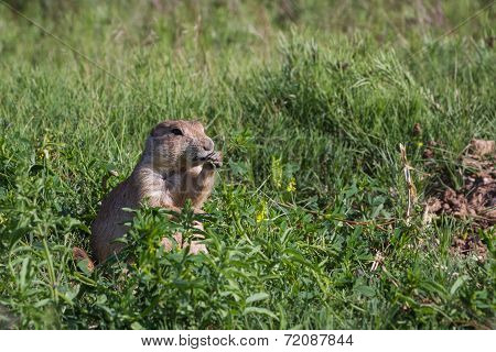 Black Tailed Prairie Dog