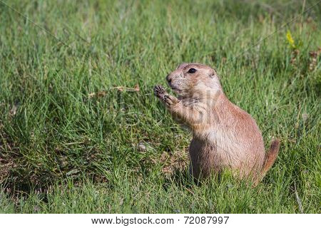 Black Tailed Prairie Dog