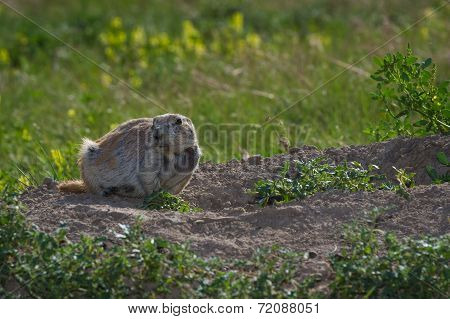 Black Tailed Prairie Dog