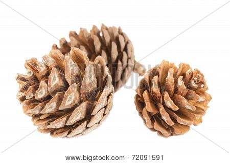 Three Pine Cones