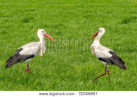 two storks in a green field of grass