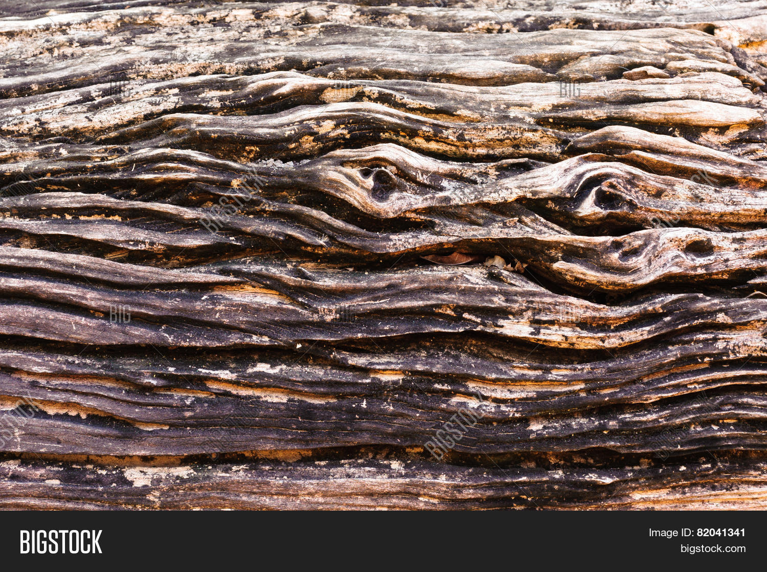 Tree Skin Ripped Old Crack Skin Tree Image & Photo (Free Trial) | Bigstock