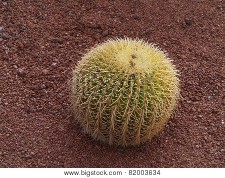 The Golden ball or barrel cactus