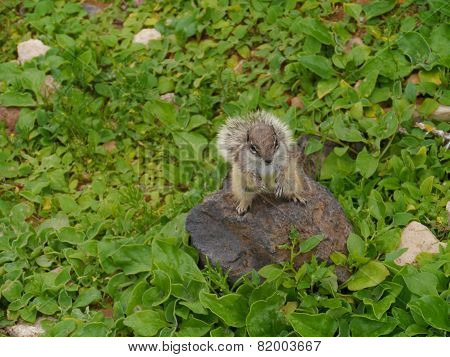 Barbary ground squirrel on Fuerteventura