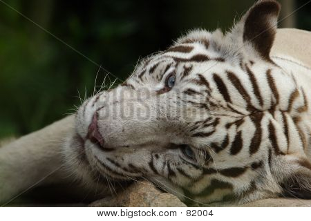 weiße tiger