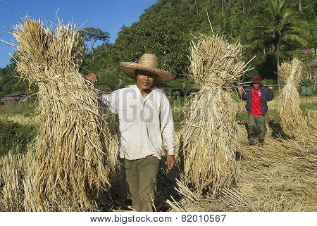 People of Chan hill tribe harvest rise in Chiang Mai, Thailand.