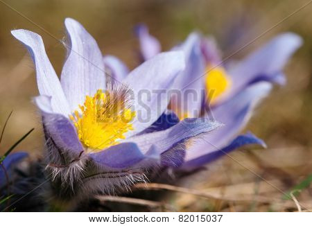 Flower Of Pasqueflower