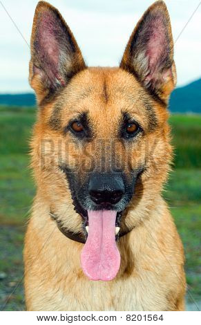 Schæferhund