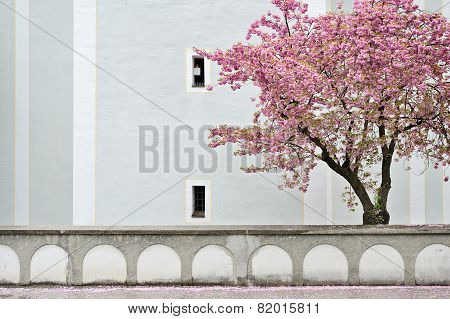 Cherry Blossoms
