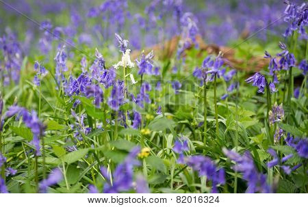 Lone Bluebell