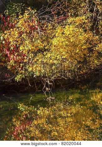 Fall Colors Green Water Reflection Abstract Wenatchee River Washington