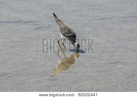 Plover fishing