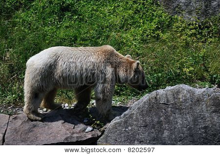 Urso velho