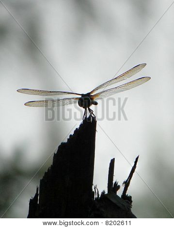 Libélula