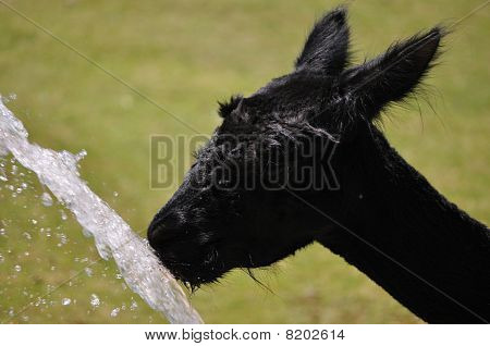 Beber alpaca