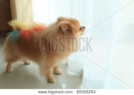 Pomeranian Dog Alone In Home, Cute Pet In House