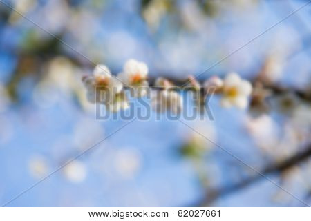 Unfocus Flower And Sky Background