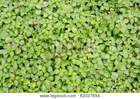 Green Leaf Background