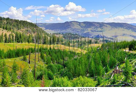Blacktail Plateau In Yellowstone National Park, Wyoming In Summer
