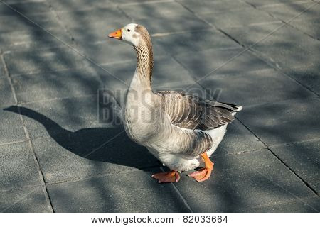 Goose