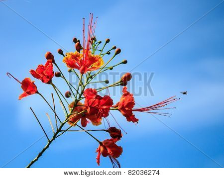 Dwarf Poinciana, Flower Fence