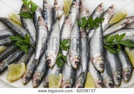 Fresh Sardines
