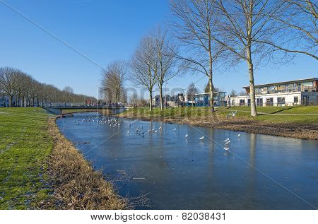 Birds on ice in a residential area under a clear sky
