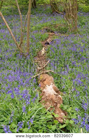 Flower And Log