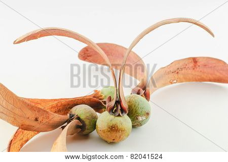 Dipterocapus