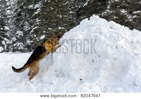 Mountain Rescue Service Dog At Bulgarian Red Cross During A Training.