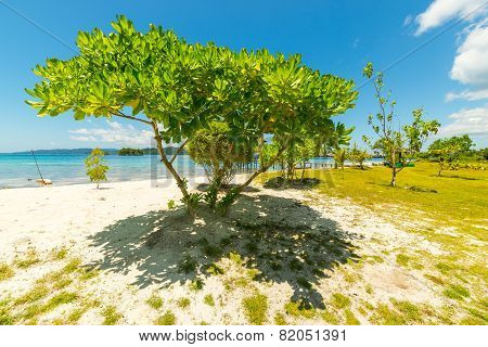 Tree Branches On Blue Lagoon