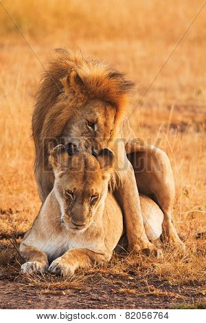 Mating Lions In Masai Mara