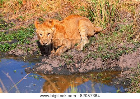 Young Lion Drinking Water, Masai Mara