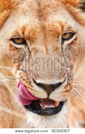 Female Lion In Masai Mara