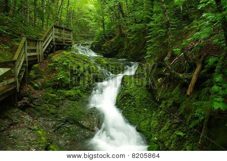 Fundy National Park, Dickson Falls Trail in una giornata piovosa