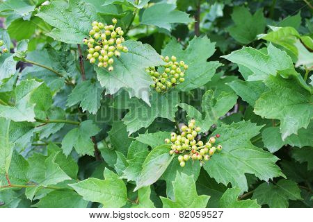 green viburnum berries
