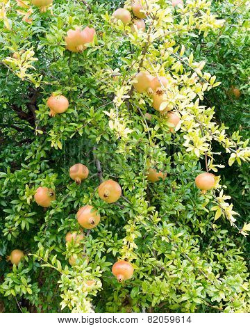 Pomegranate Tree